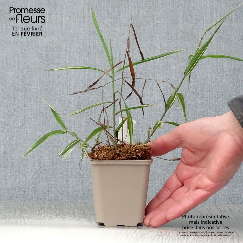 Chasmanthium latifolium River Mist Maceta de 8/9 cm Ejemplar entregado en invierno