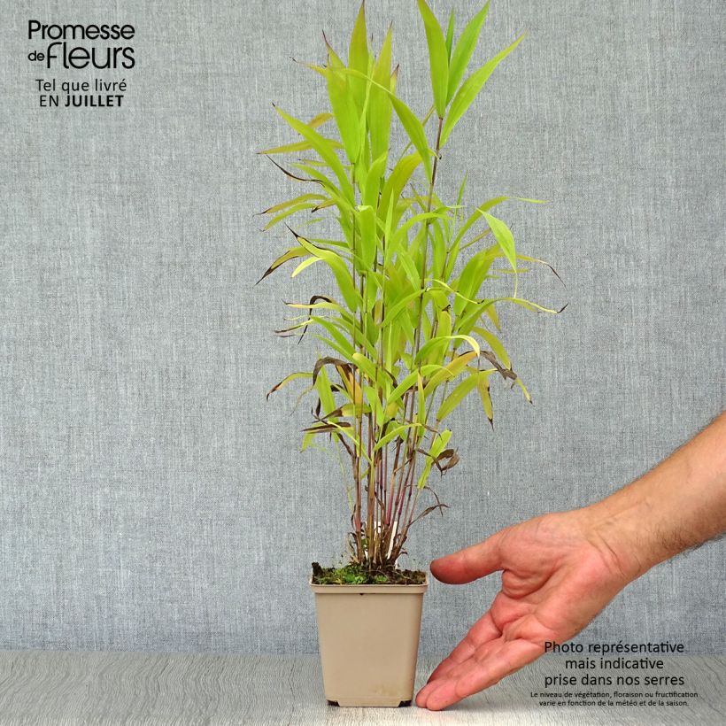 Ejemplar de Chasmanthium latifolium - Avena de río Maceta de 8/9 cm entregado en verano