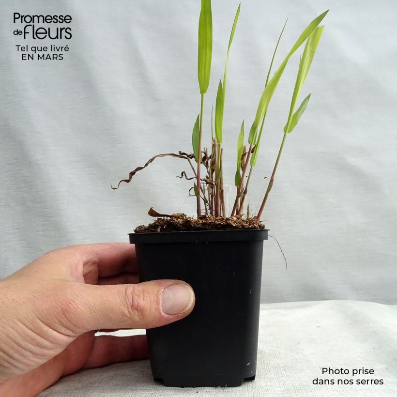 Chasmanthium latifolium - Avena de río Maceta de 8/9 cm Ejemplar entregado en invierno