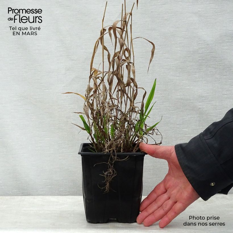 Chasmanthium latifolium - Avena de río Maceta 2L/3L Ejemplar entregado en la primavera