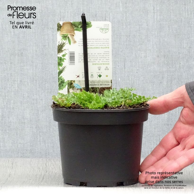 Bunium bulbocastanum Maceta 1,5L/2L Ejemplar entregado en la primavera