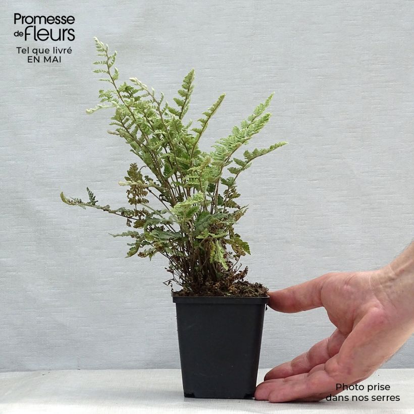 Cheilanthes lanosa - Helecho de labios peludos Maceta de 8/9 cm Ejemplar entregado en la primavera