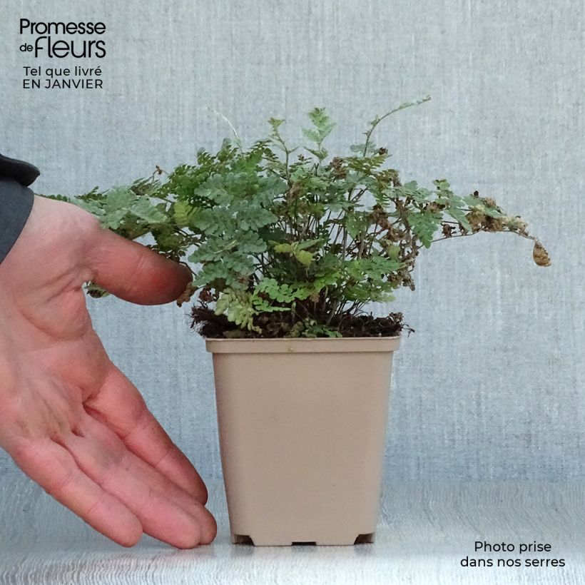 Cheilanthes lanosa - Helecho de labios peludos Maceta de 8/9 cm Ejemplar entregado en invierno