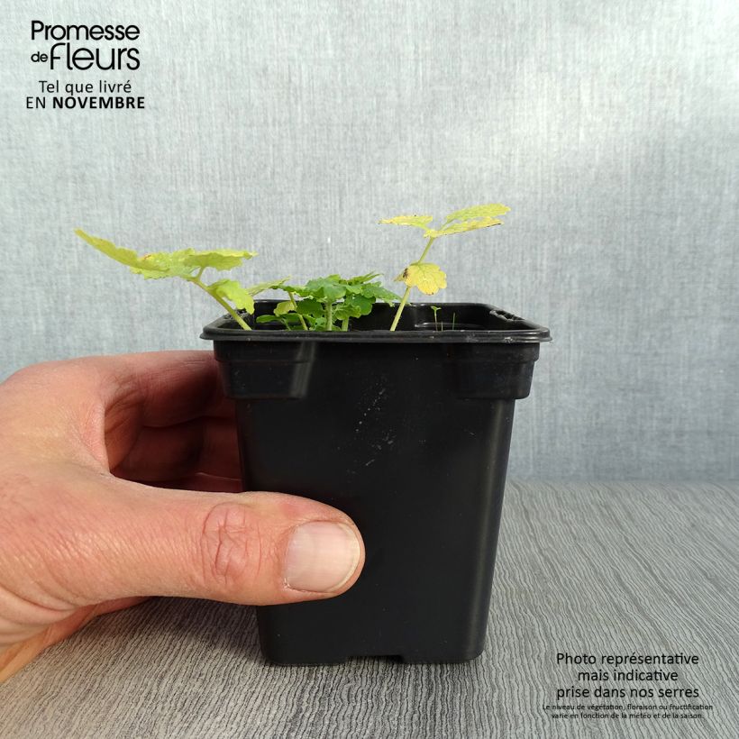 Ejemplar de Celidonia mayor - Chelidonium majus Maceta de 7/8 cm entregado en otoño