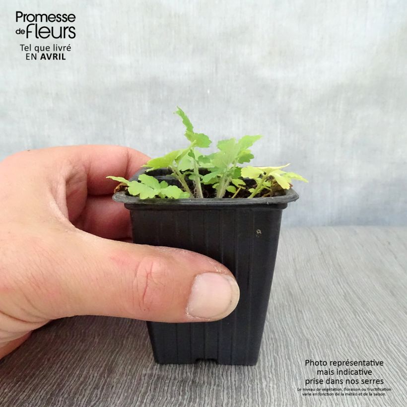 Celidonia mayor - Chelidonium majus Maceta de 7/8 cm Ejemplar entregado en la primavera