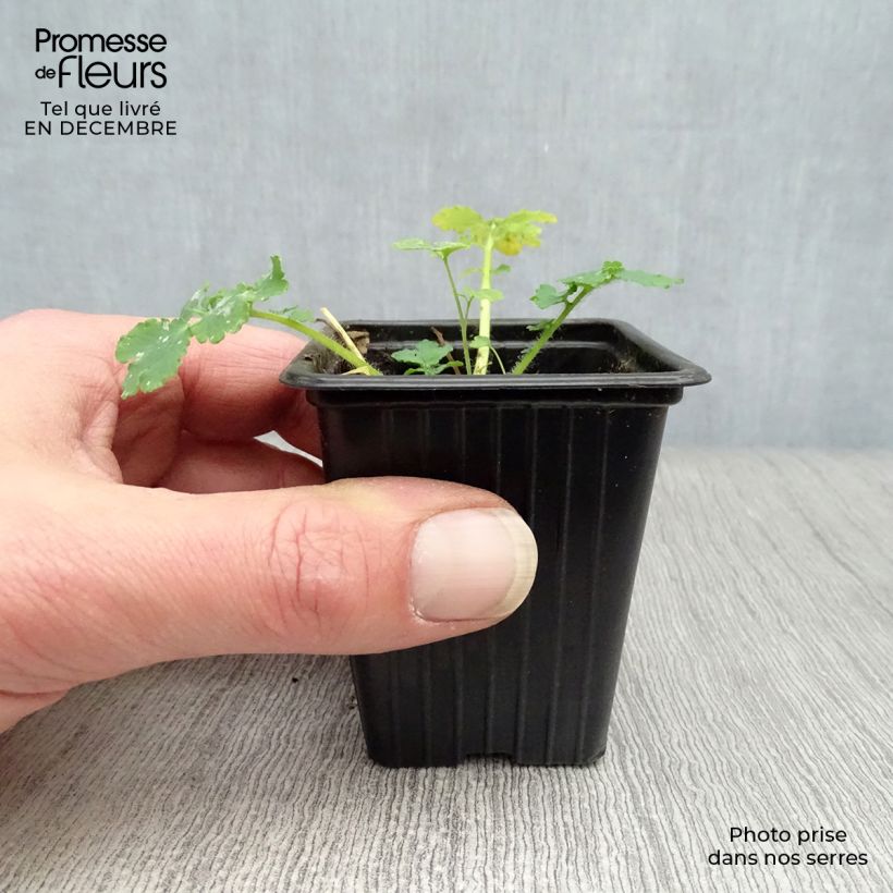 Celidonia mayor - Chelidonium majus Maceta de 7/8 cm Ejemplar entregado en invierno