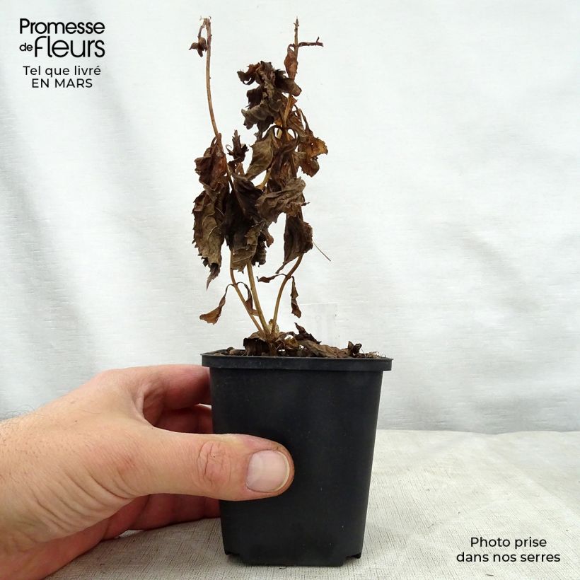 Chelone lyonii Hot Lips - Cabeza de tortuga Maceta de 8/9 cm Ejemplar entregado en la primavera