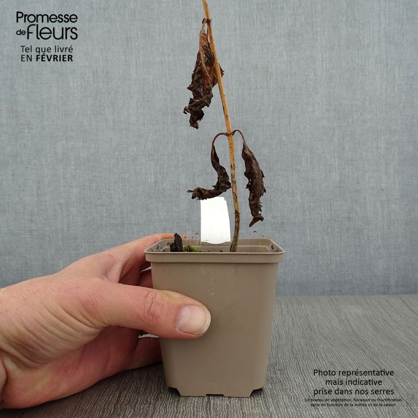 Chelone lyonii Hot Lips - Cabeza de tortuga Maceta de 8/9 cm Ejemplar entregado en invierno