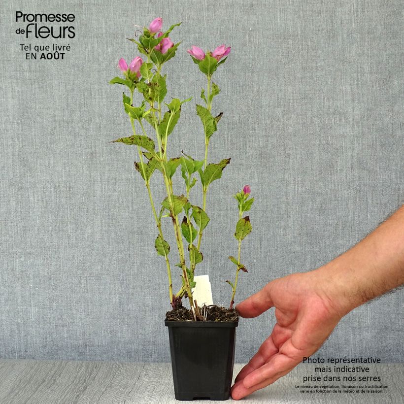 Ejemplar de Chelone obliqua - Cabeza de tortuga Maceta de 8/9 cm entregado en verano