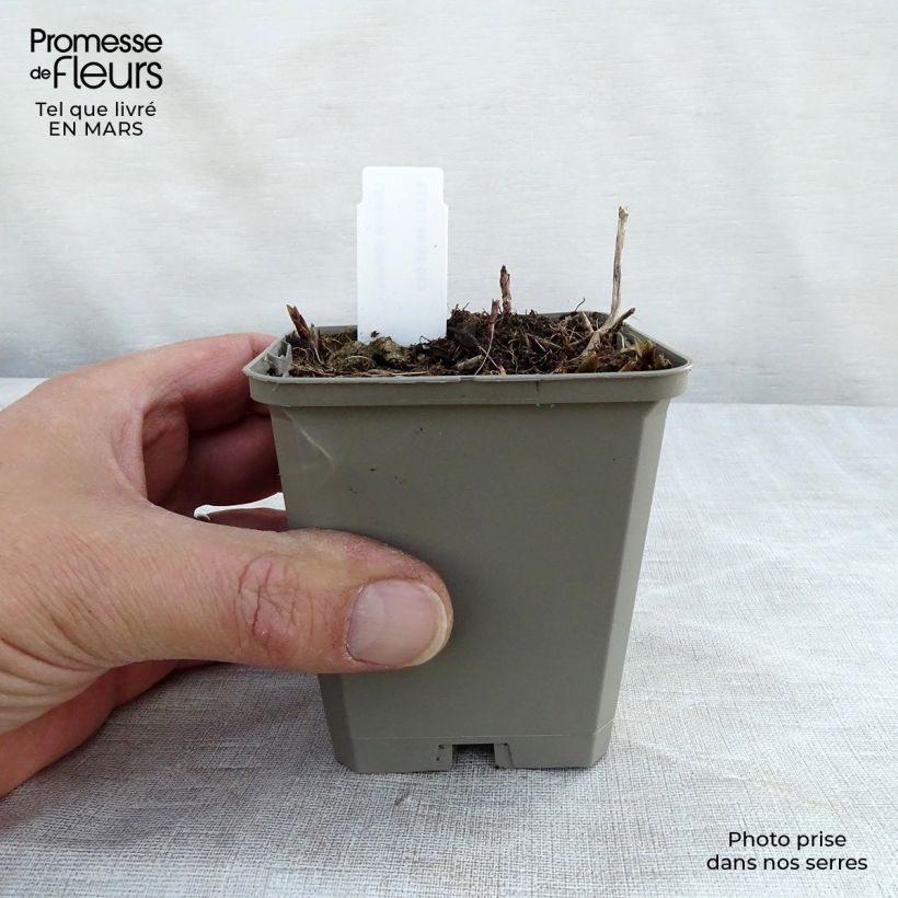 Chelone obliqua - Cabeza de tortuga Maceta de 8/9 cm Ejemplar entregado en la primavera