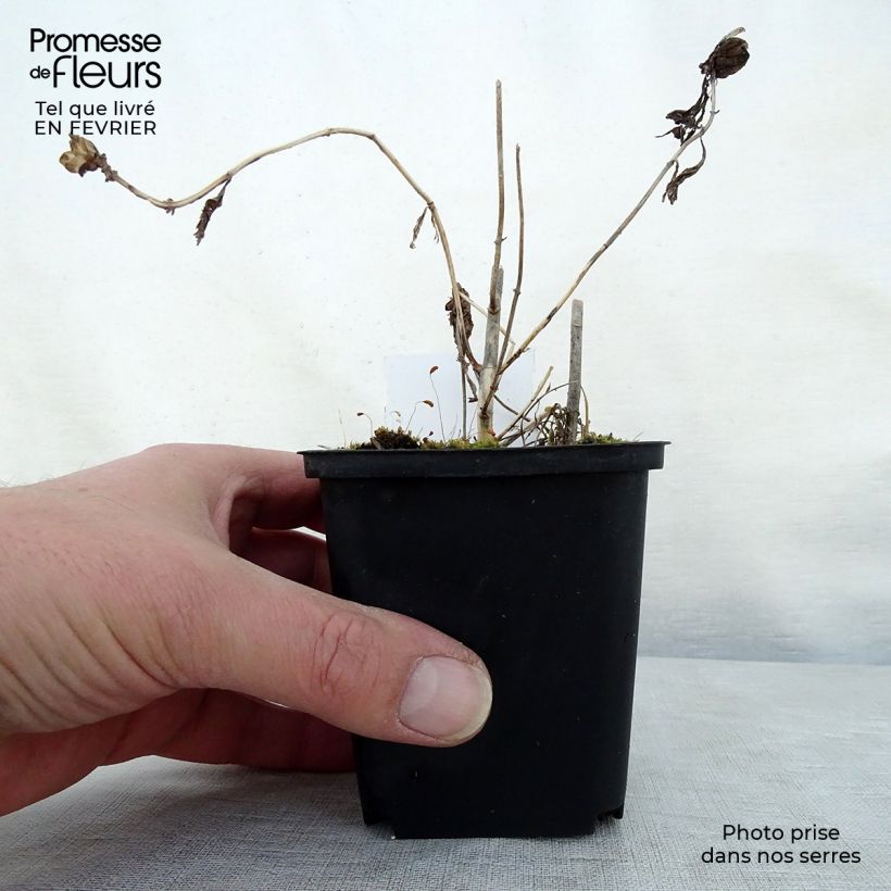 Chelona obliqua Alba Maceta de 8/9 cm Ejemplar entregado en invierno