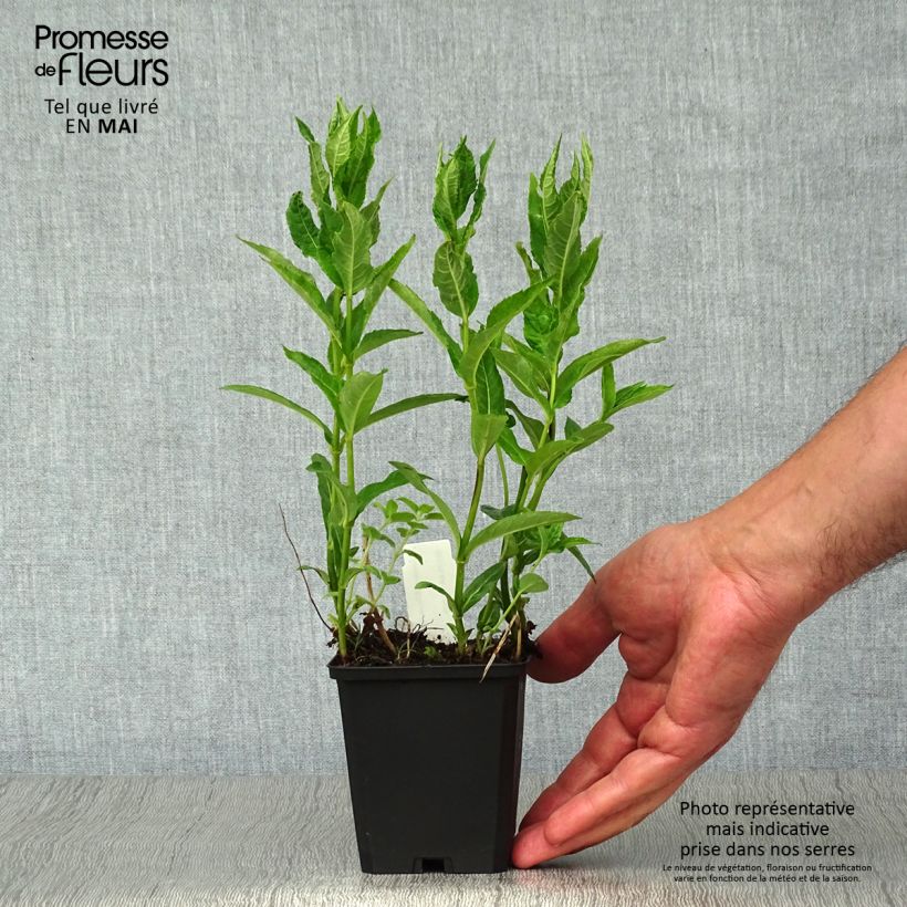 Chelona obliqua Alba Maceta de 8/9 cm Ejemplar entregado en la primavera