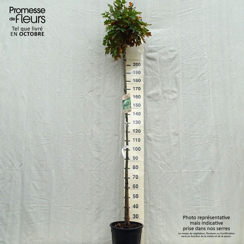Ejemplar de Quercus palustris Green Dwarf - Roble de los pantanos Maceta 18L/20L entregado en otoño