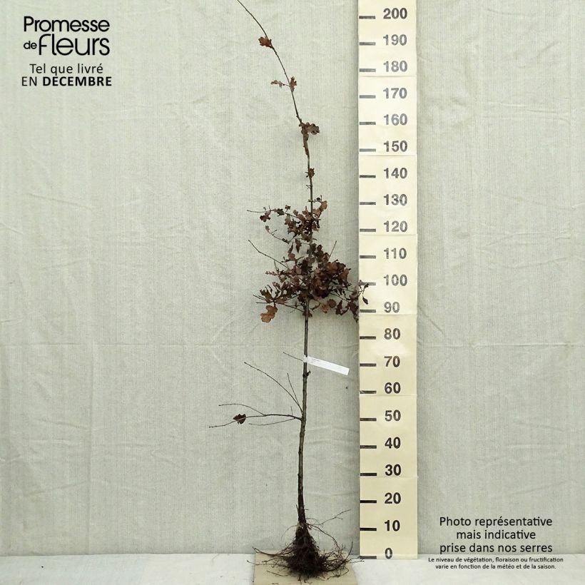 Roble común - Quercus robur Raíces desnudas Ejemplar entregado en invierno