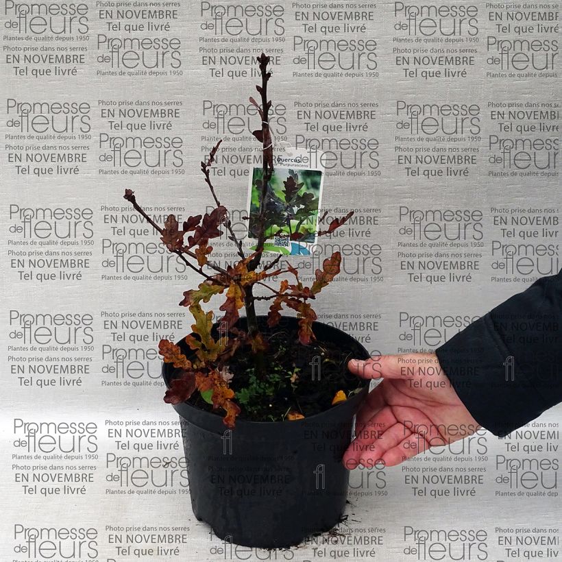 Ejemplo de ejemplar de Quercus robur Purpurascens - Roble común Maceta 2L/3L tal y como se entrega