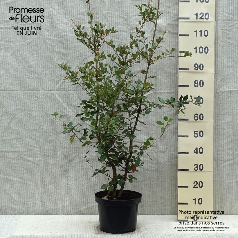 Encina - Quercus ilex Maceta 6L/7L, Formación arbustiva Ejemplar entregado en la primavera