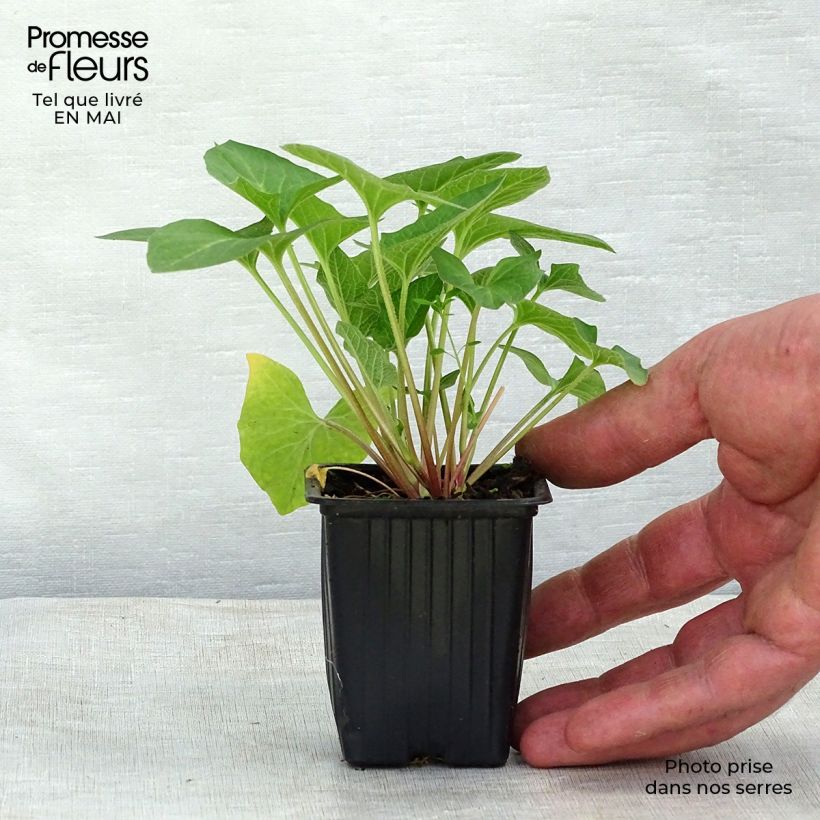 Espárrago de los pobres BIO Maceta de 8/9 cm Ejemplar entregado en la primavera