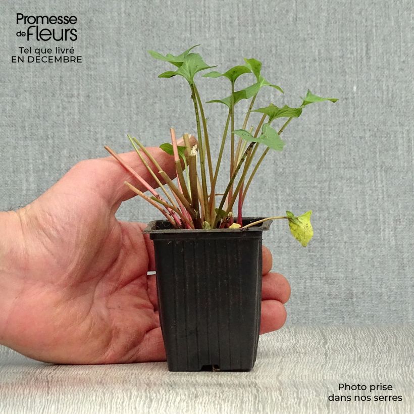 Espárrago de los pobres BIO Maceta de 8/9 cm Ejemplar entregado en invierno