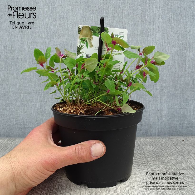 Pata de ganso gigante - Chenopodium giganteum Maceta 1,5L/2L Ejemplar entregado en la primavera