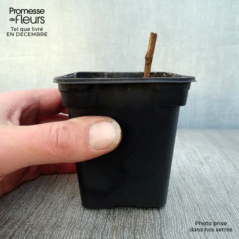 Escaravía Bio - Sium sisarum Maceta de 8/9 cm Ejemplar entregado en invierno