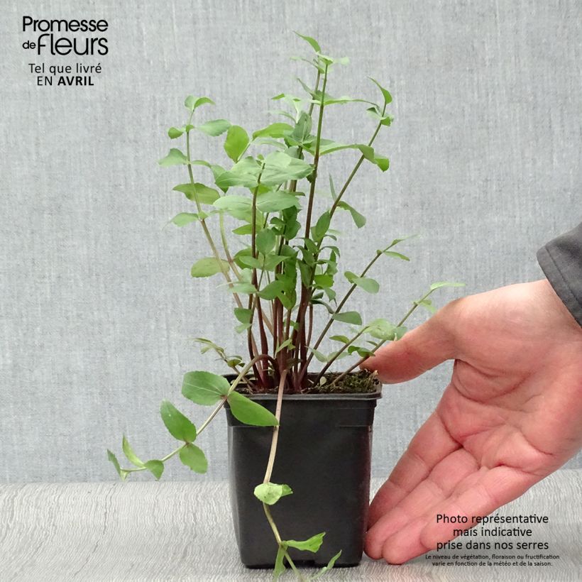 Escaravía Bio - Sium sisarum Maceta de 8/9 cm Ejemplar entregado en la primavera