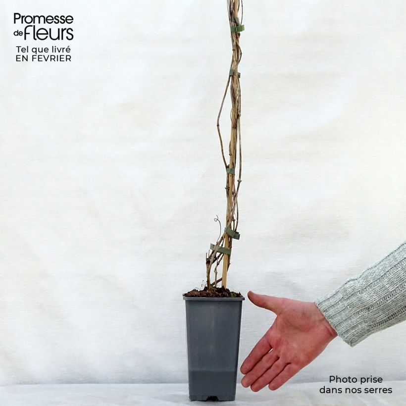 Madreselva de los bosques - Lonicera periclymenum Belgica Select Maceta 1,5L/2L Ejemplar entregado en invierno