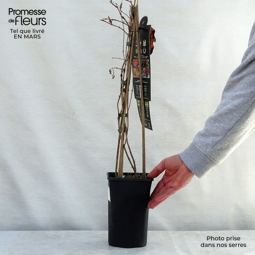 Lonicera brownii Dropmore Scarlet - Madreselva Maceta 2L/3L Ejemplar entregado en la primavera