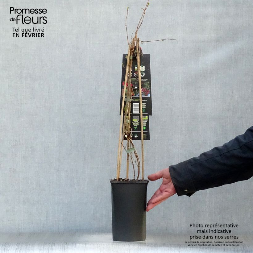 Lonicera brownii Dropmore Scarlet - Madreselva Maceta 2L/3L Ejemplar entregado en invierno