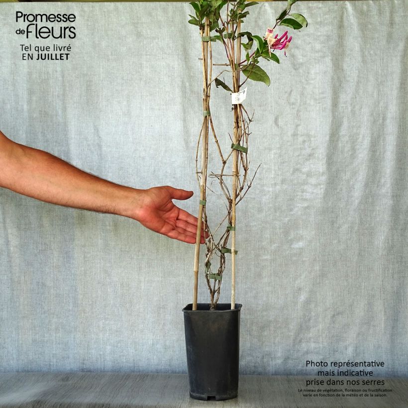 Ejemplar de Madreselva de los bosques - Lonicera periclymenum Caprilia Impérial Maceta 2L/3L entregado en verano