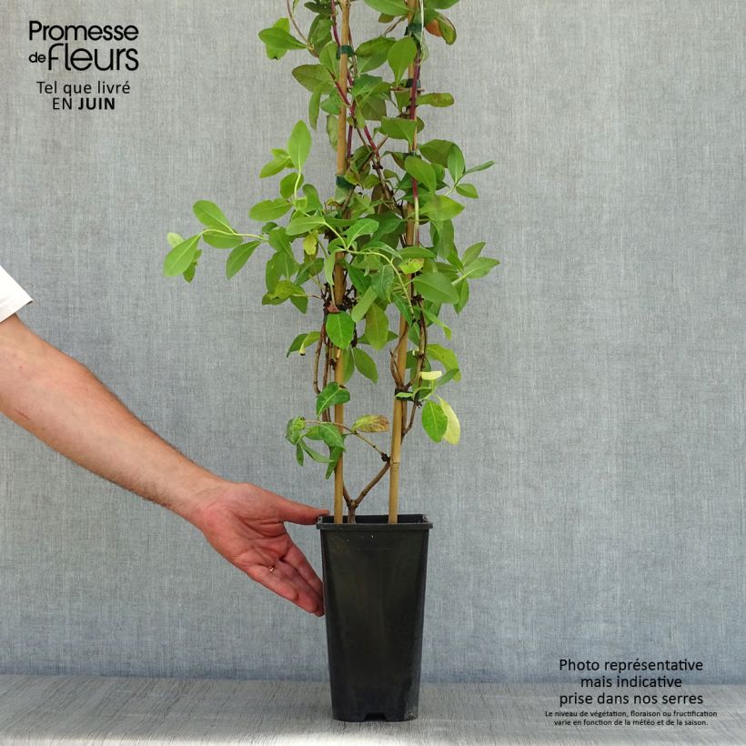 Madreselva de los bosques - Lonicera periclymenum Caprilia Impérial Maceta 2L/3L Ejemplar entregado en la primavera