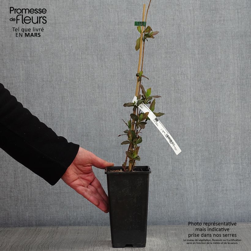 Lonicera Mandarin - Madreselva Maceta 1,5L/2L Ejemplar entregado en invierno