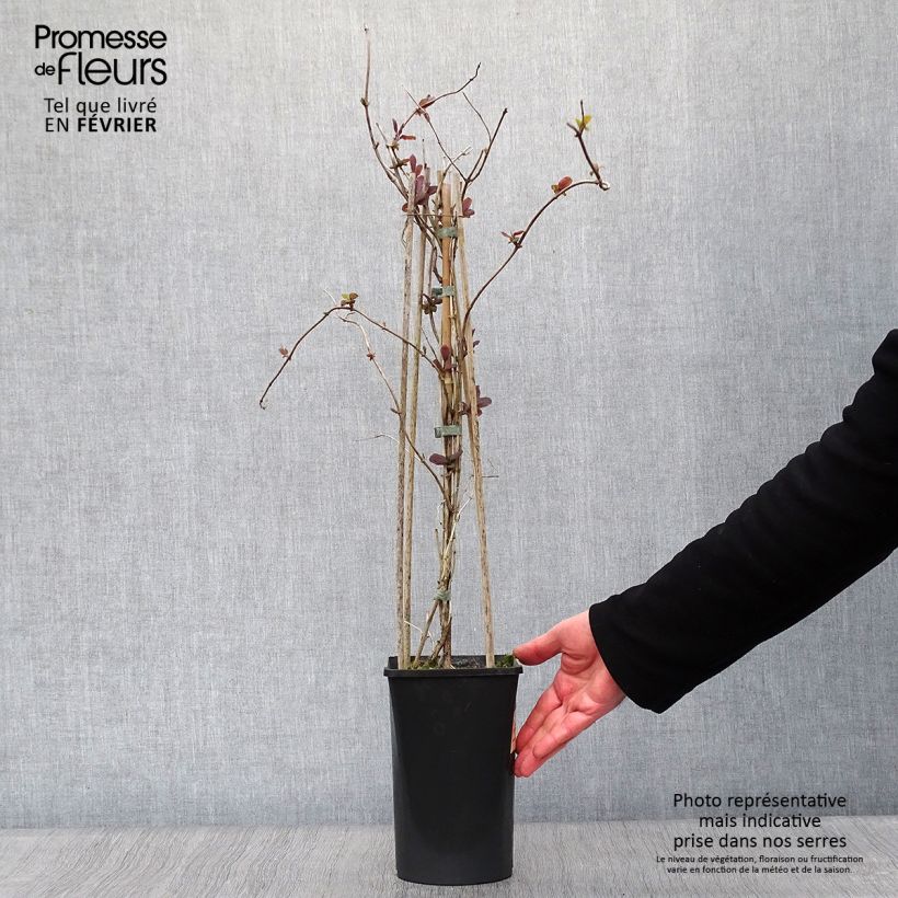 Lonicera caprifolium - Madreselva Maceta 1,5L/2L Ejemplar entregado en invierno