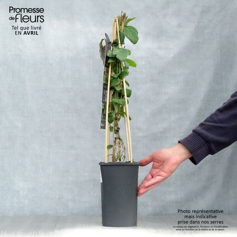 Lonicera caprifolium - Madreselva Maceta 1,5L/2L Ejemplar entregado en la primavera