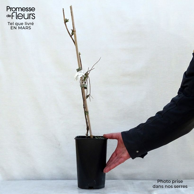 Lonicera heckrottii American Beauty - Madreselva Maceta 1,5L/2L Ejemplar entregado en la primavera