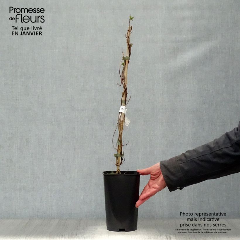 Lonicera heckrottii American Beauty - Madreselva Maceta 1,5L/2L Ejemplar entregado en invierno