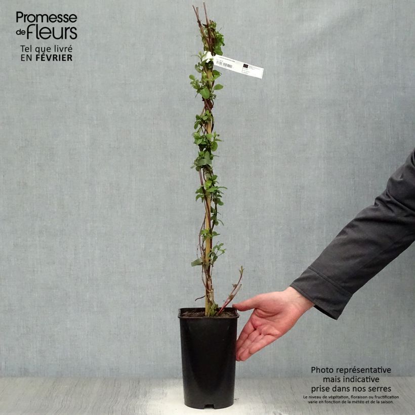 Madreselva de jardín - Lonicera japonica Aureoreticulata Maceta 2L/3L Ejemplar entregado en invierno