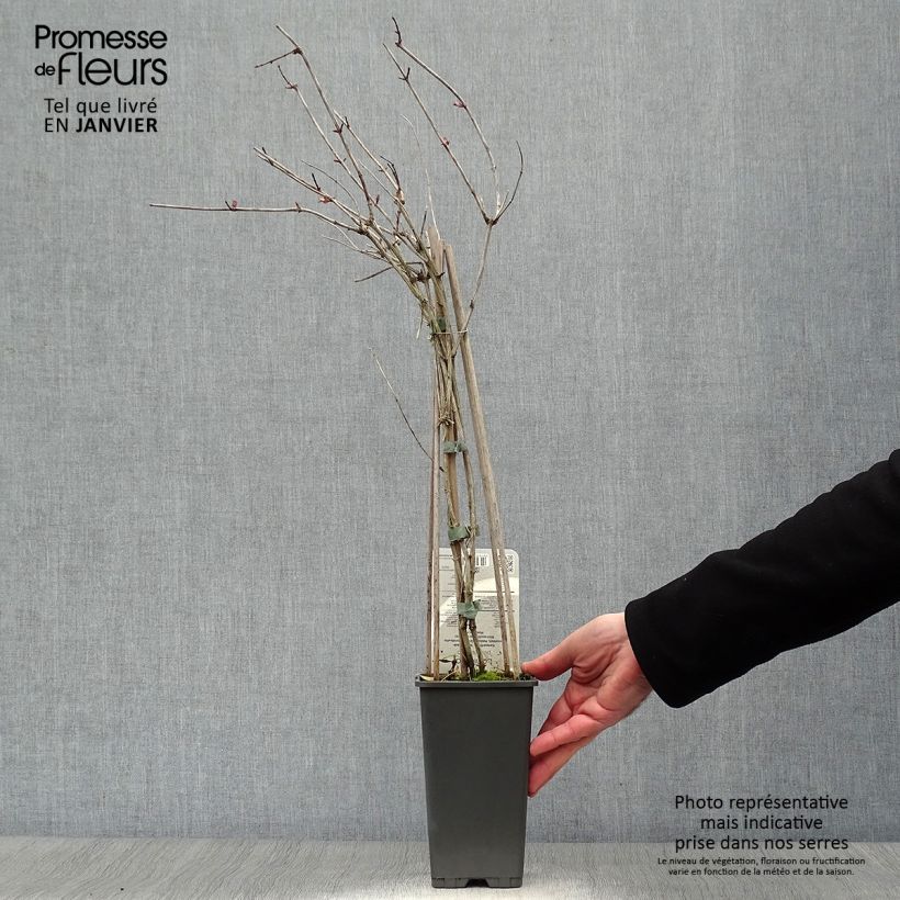 Madreselva de los bosques - Lonicera periclymenum Belgica Maceta 1,5L/2L Ejemplar entregado en invierno