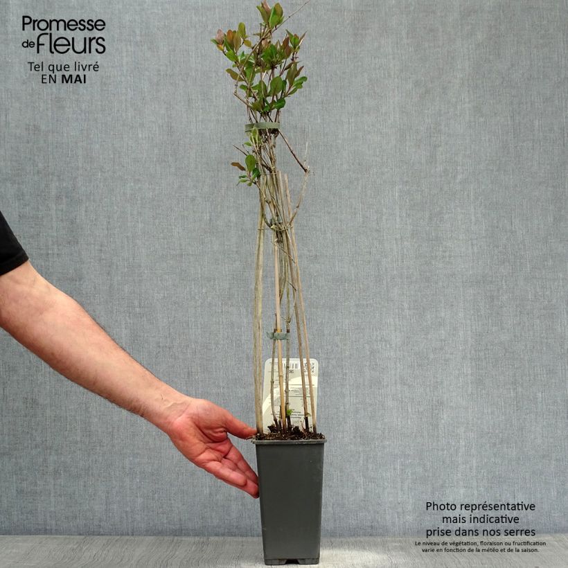 Madreselva de los bosques - Lonicera periclymenum Belgica Maceta 1,5L/2L Ejemplar entregado en la primavera