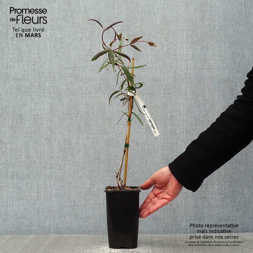 Lonicera sempervirens Cedar Lane - Madreselva Maceta 1,5L/2L Ejemplar entregado en invierno