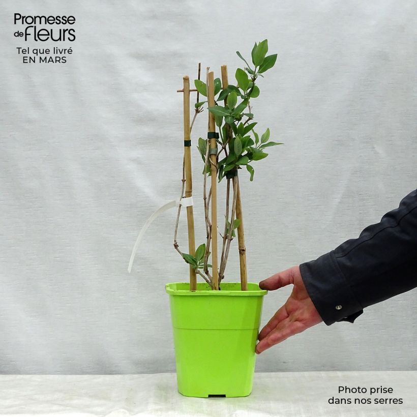 Madreselva de los bosques - Lonicera periclymenum Scentsation Maceta 3L/4L Ejemplar entregado en la primavera