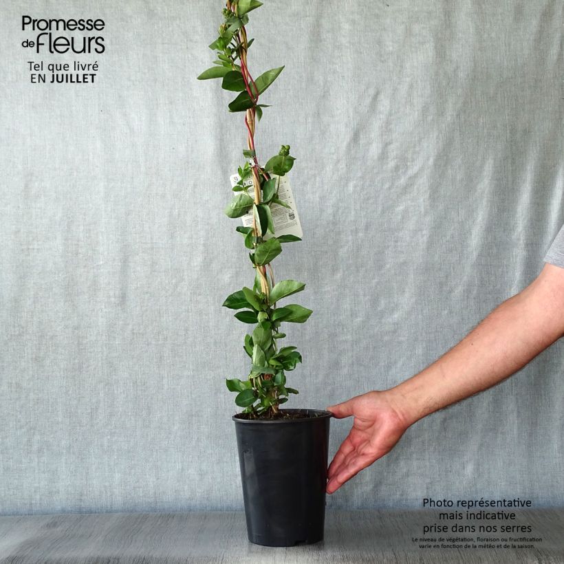 Ejemplar de Madreselva de los bosques - Lonicera periclymenum Scentsation Maceta 3L/4L entregado en verano