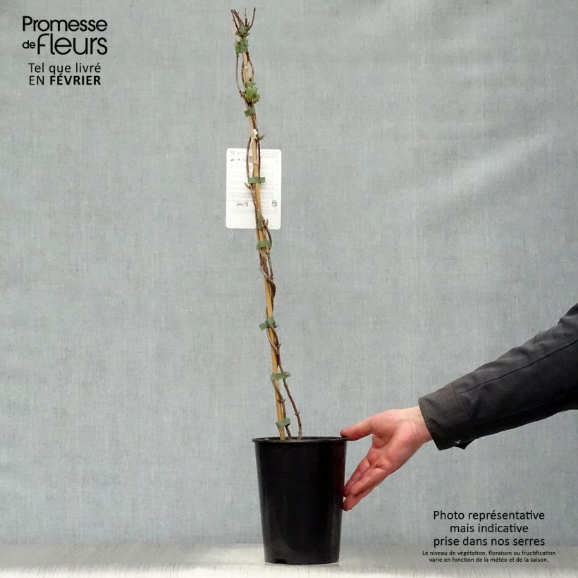 Madreselva de los bosques - Lonicera periclymenum Scentsation Maceta 3L/4L Ejemplar entregado en invierno