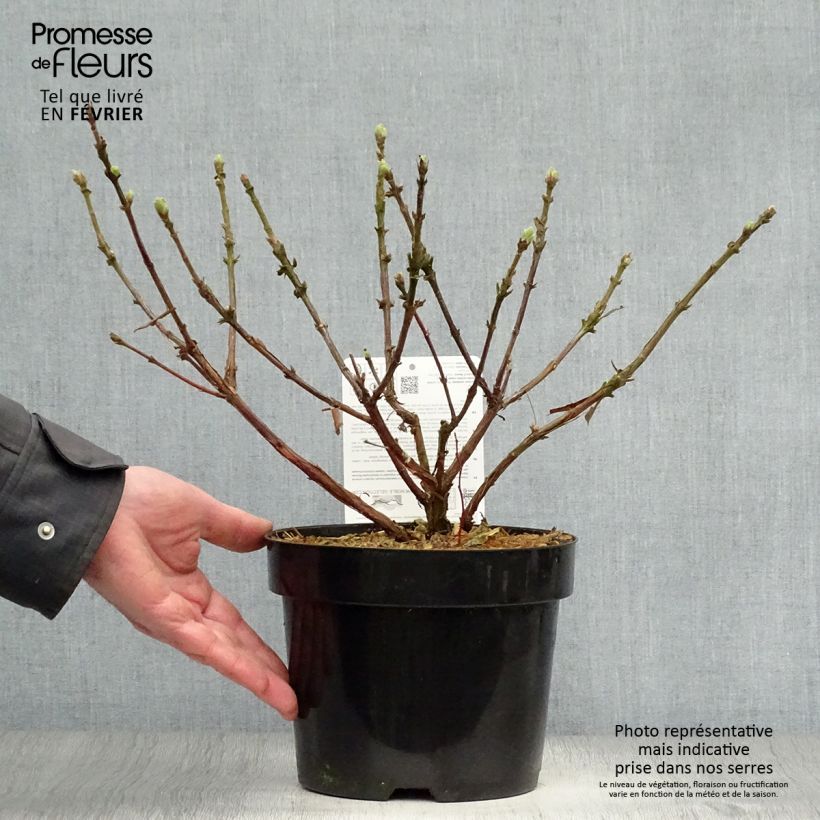 Arándano de Siberia Blue Velvet Maceta 1,5L/2L, Formación arbustiva Ejemplar entregado en invierno