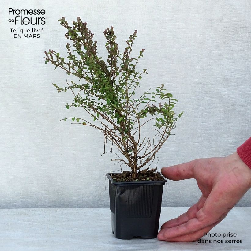 Madreselva de hoja - Lonicera nitida Ernest Wilson Maceta de 8/9 cm Ejemplar entregado en invierno