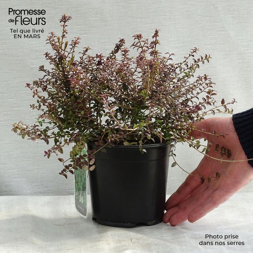 Madreselva de hoja - Lonicera nitida Ernest Wilson Maceta 1L/1,5L Ejemplar entregado en invierno