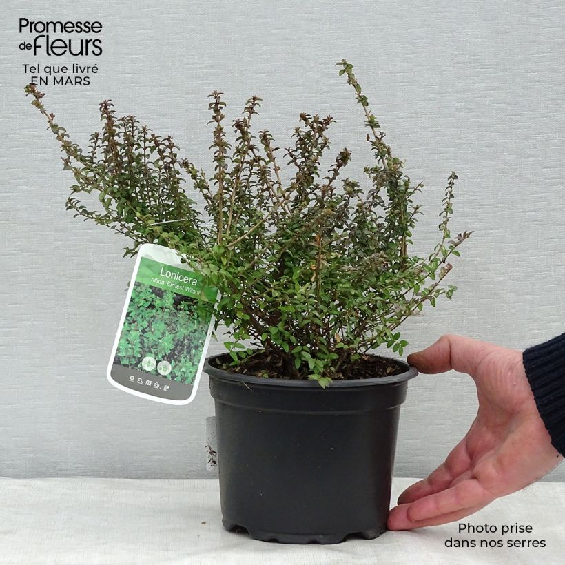 Madreselva de hoja - Lonicera nitida Ernest Wilson Maceta 2L/3L Ejemplar entregado en la primavera