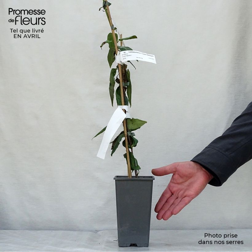 Lonicera henryi Copper Beauty - Madreselva Maceta 2L/3L Ejemplar entregado en la primavera