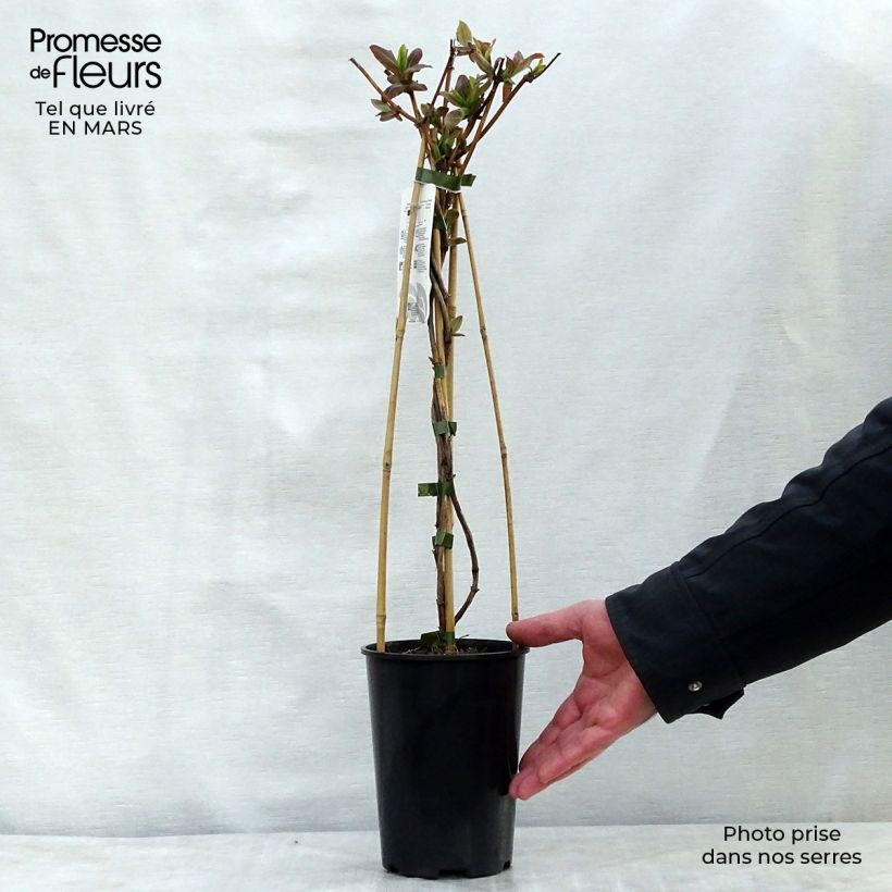 Lonicera tellmaniana - Madreselva trepadora Maceta 2L/3L Ejemplar entregado en la primavera