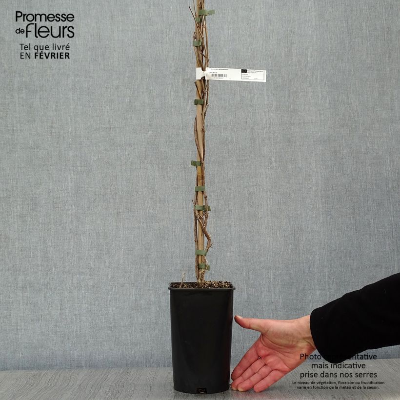 Lonicera tellmaniana - Madreselva trepadora Maceta 2L/3L Ejemplar entregado en invierno