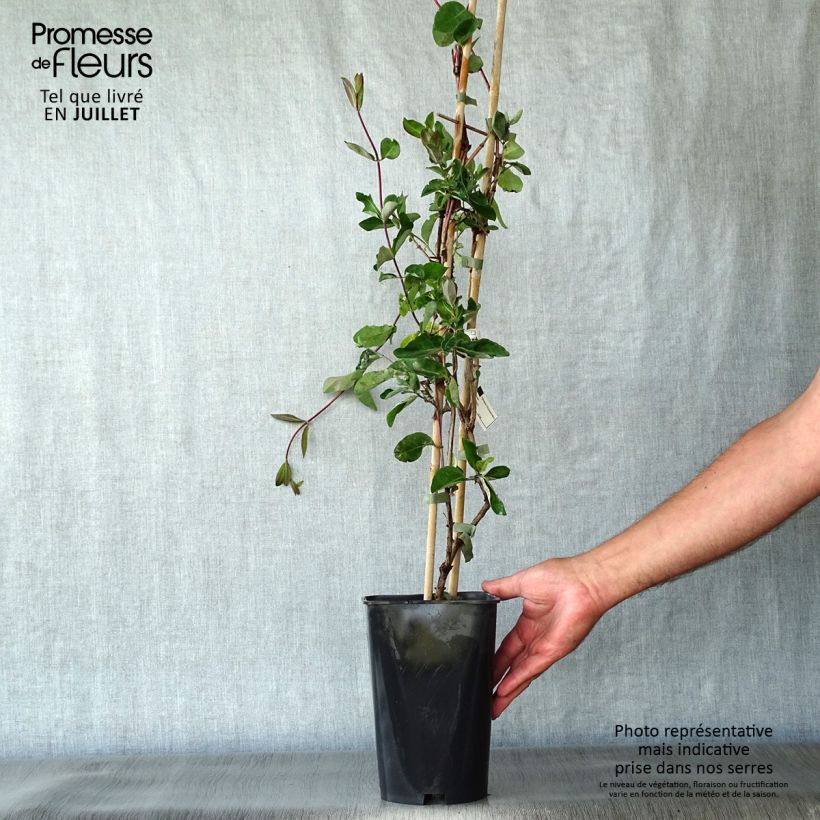Ejemplar de Madreselva de los bosques - Lonicera periclymenum Serotina Maceta 2L/3L entregado en verano